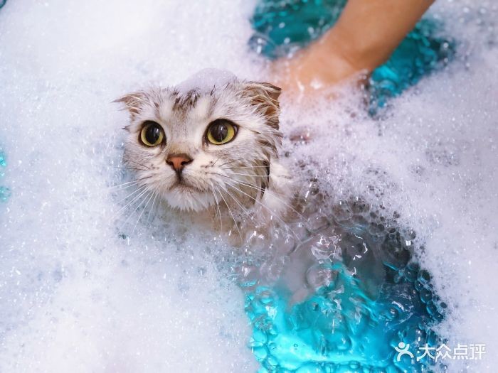 猫咪SPA 猫咪SPA